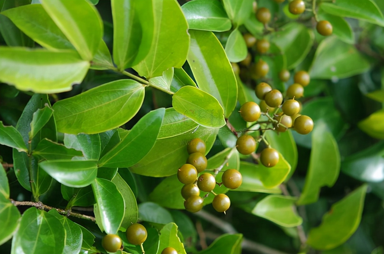 从大量用到不敢用,"马钱子"经历了什么?