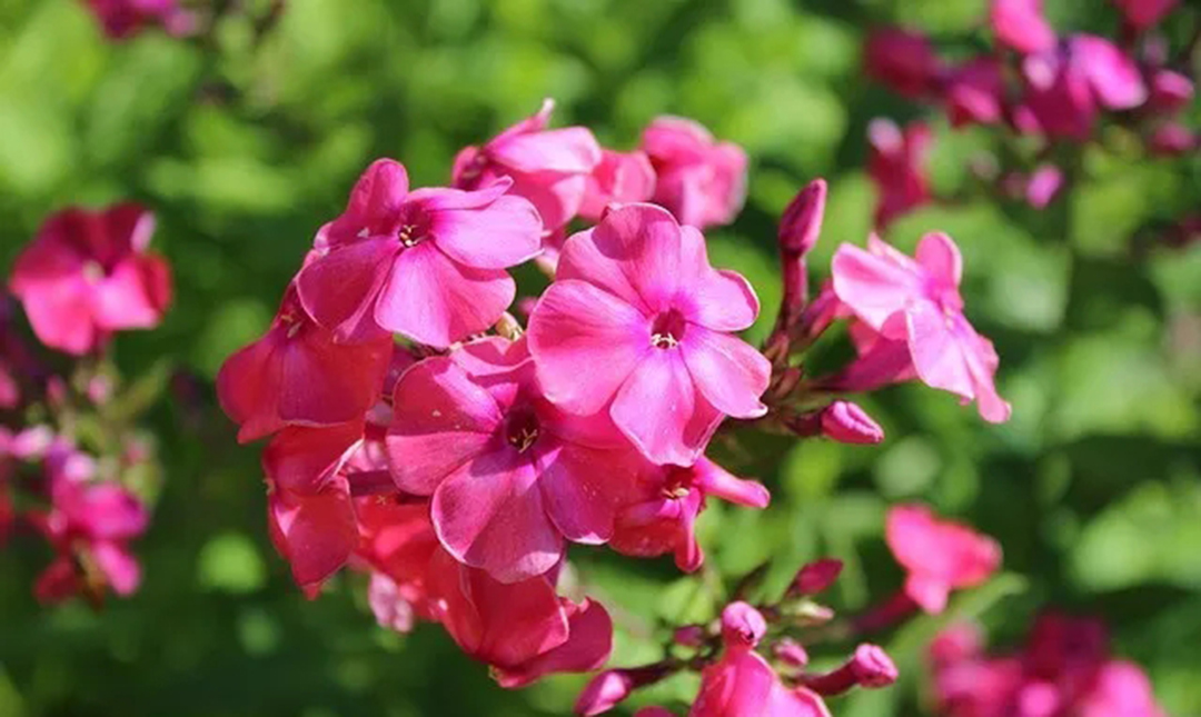 宿根福禄考花期什么时候（夏季里最佳的观花植物）