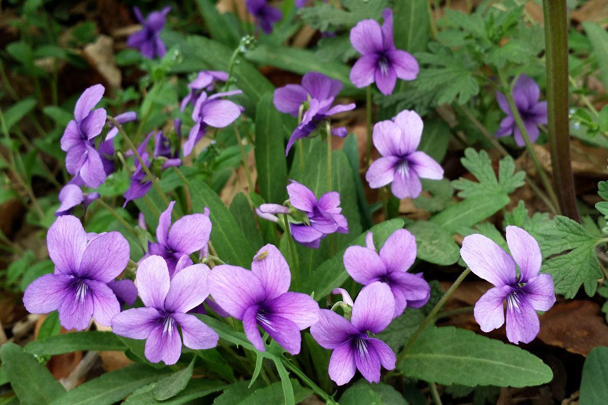 开紫色花的植物药草图片