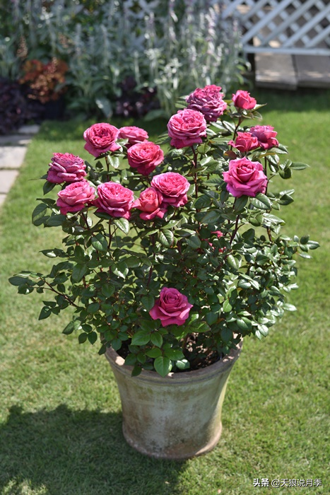 2020世界新品月季大赏，一起来看看都有哪些值得期待的新品种