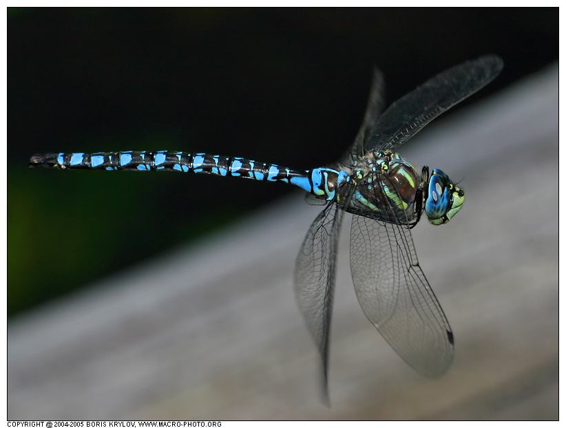 关于蜻蜓的资料有哪些，关于倾听的相关资料知识介绍