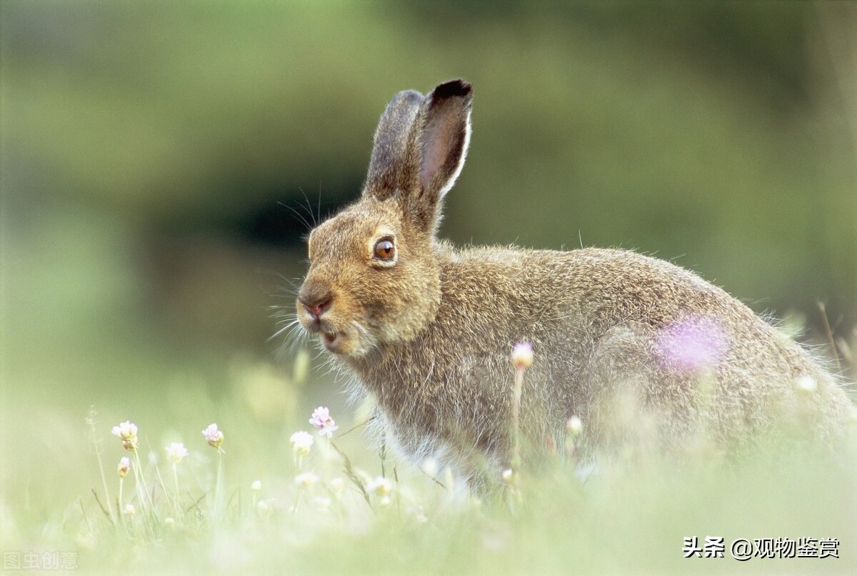 【兔子】日常逗兔系列～如何惹怒💢一只小白兔？兔兔跺脚，不要错过_哔哩哔哩_bilibili