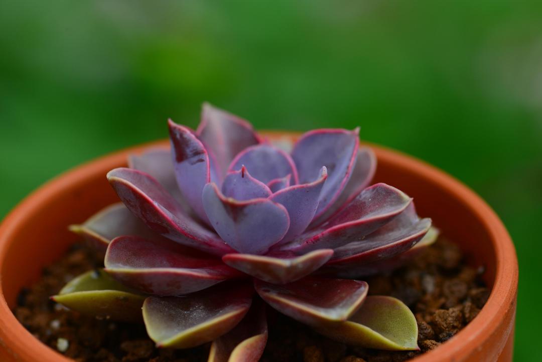 紫珍珠多肉(紫珍珠多肉好度夏吗)