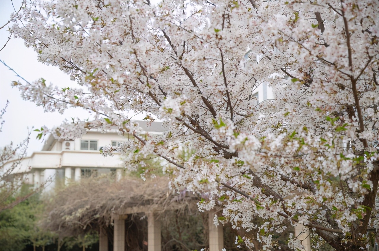 河南这所二本大学，录取分低，背景却十分强大！毕业就进银行上班