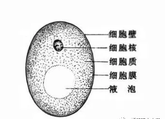 干货！水产养殖经常用的这些菌，你都了解他们吗？