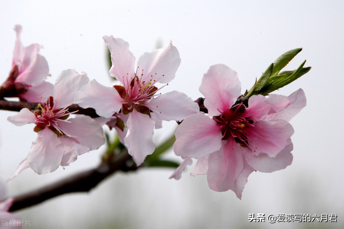 花开倾城，花落依然｜有些句子实在美丽，一字一句，句句入心入情