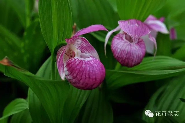 中国野花观花地点推荐