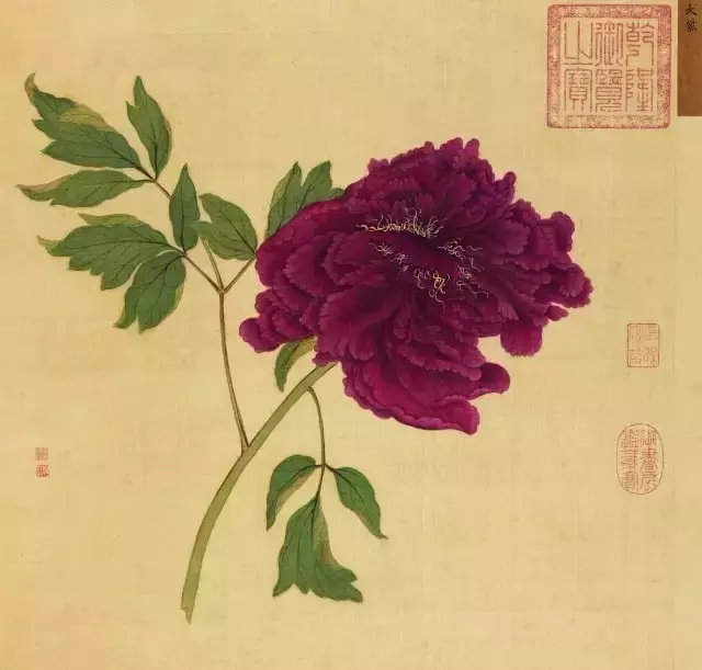 一朵牡丹价值超过100万,魅力何在?