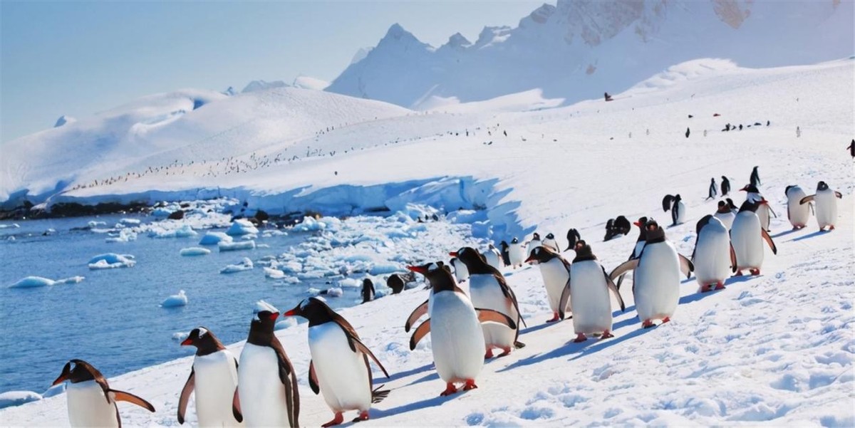 企鹅生活在哪个极(为什么北极没有企鹅？当年放养北极的69只企鹅，繁衍出后代了吗？)