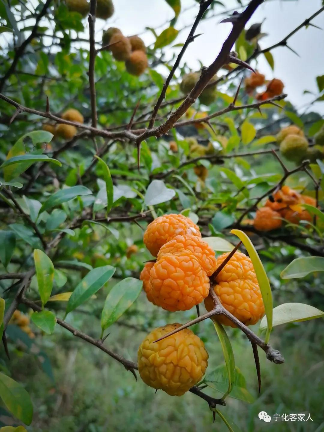 构棘果功效与作用-我的快乐小窝