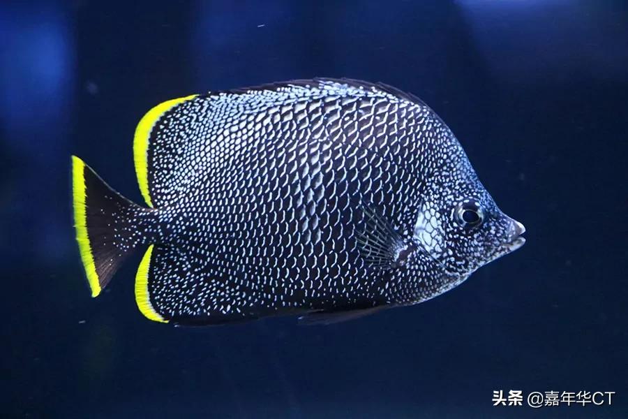 世界上最昂贵的10种观赏鱼