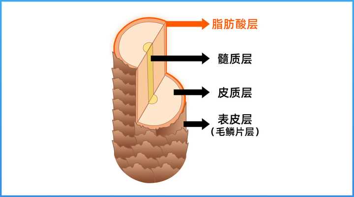 洗头膏哪个好用（一款适合自己的洗头膏真的很重要）