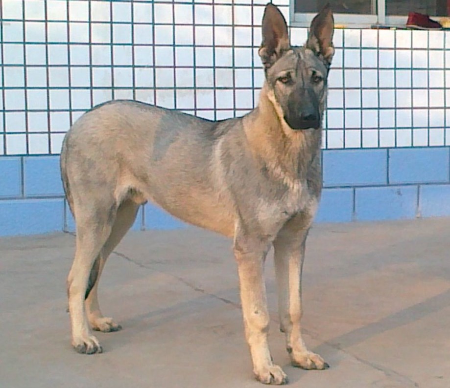 黑狼犬图片(这几种狗) - 赤虎壹号