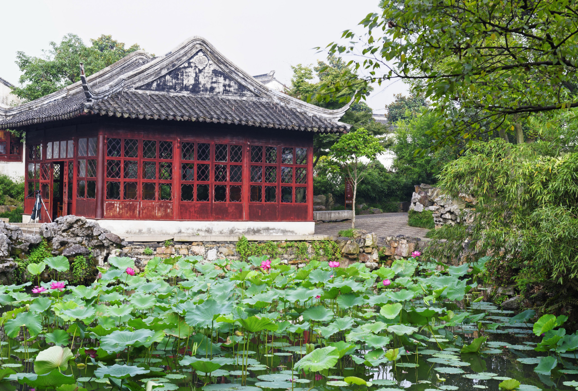 散文：曲院风荷，夏日荷塘