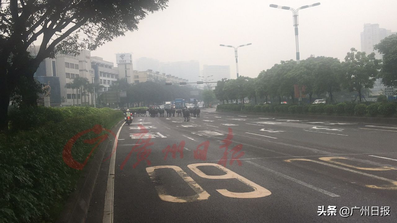 广州水牛交易市场今日价「水牛交易市场在哪里」