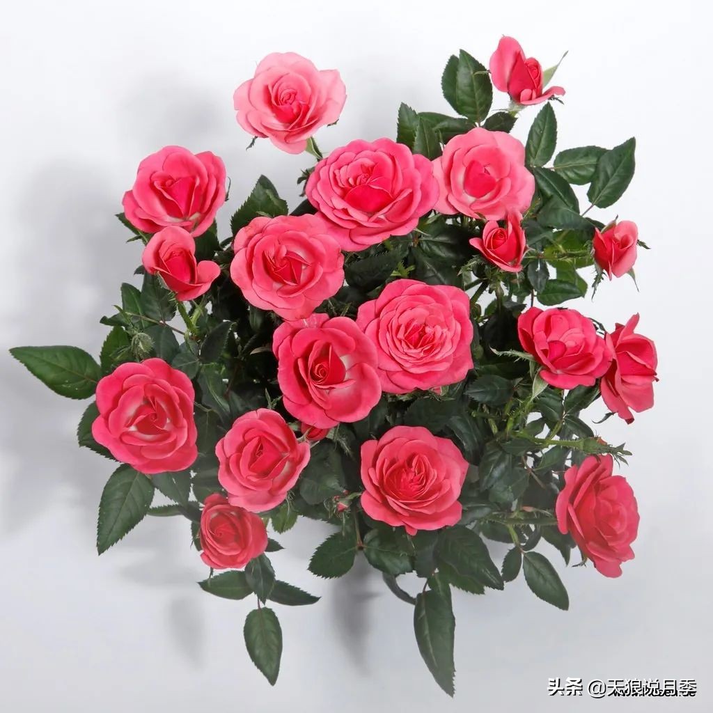 2020世界新品月季大赏，一起来看看都有哪些值得期待的新品种