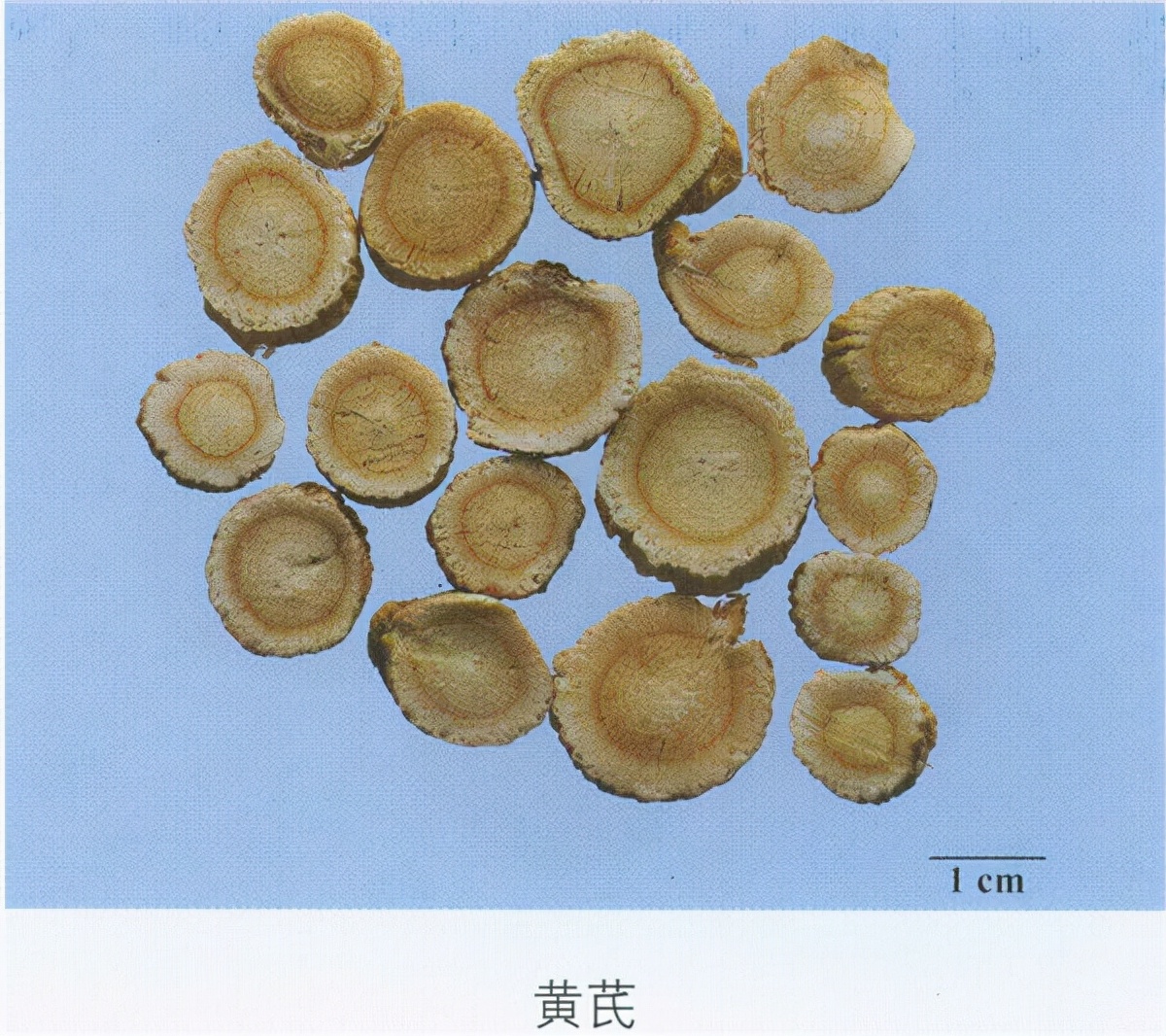 中药鉴定|37味中药新旧彩图对比