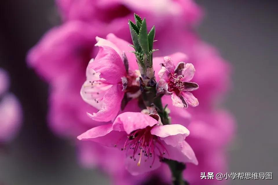 怎么形容桃花的美（关于桃花描写的经典词汇分享）