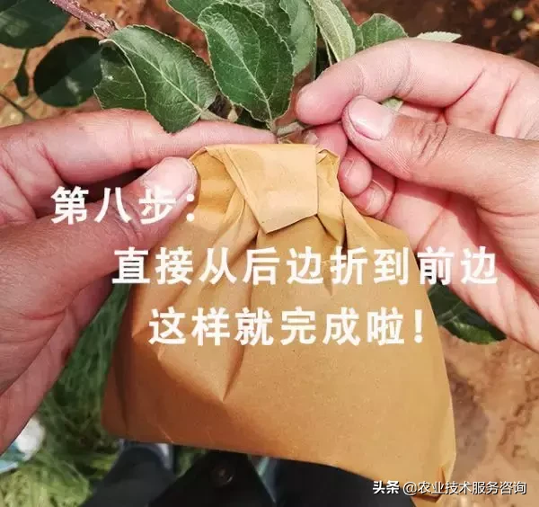 包苹果怎么包（手把手教你怎么快速的套袋）