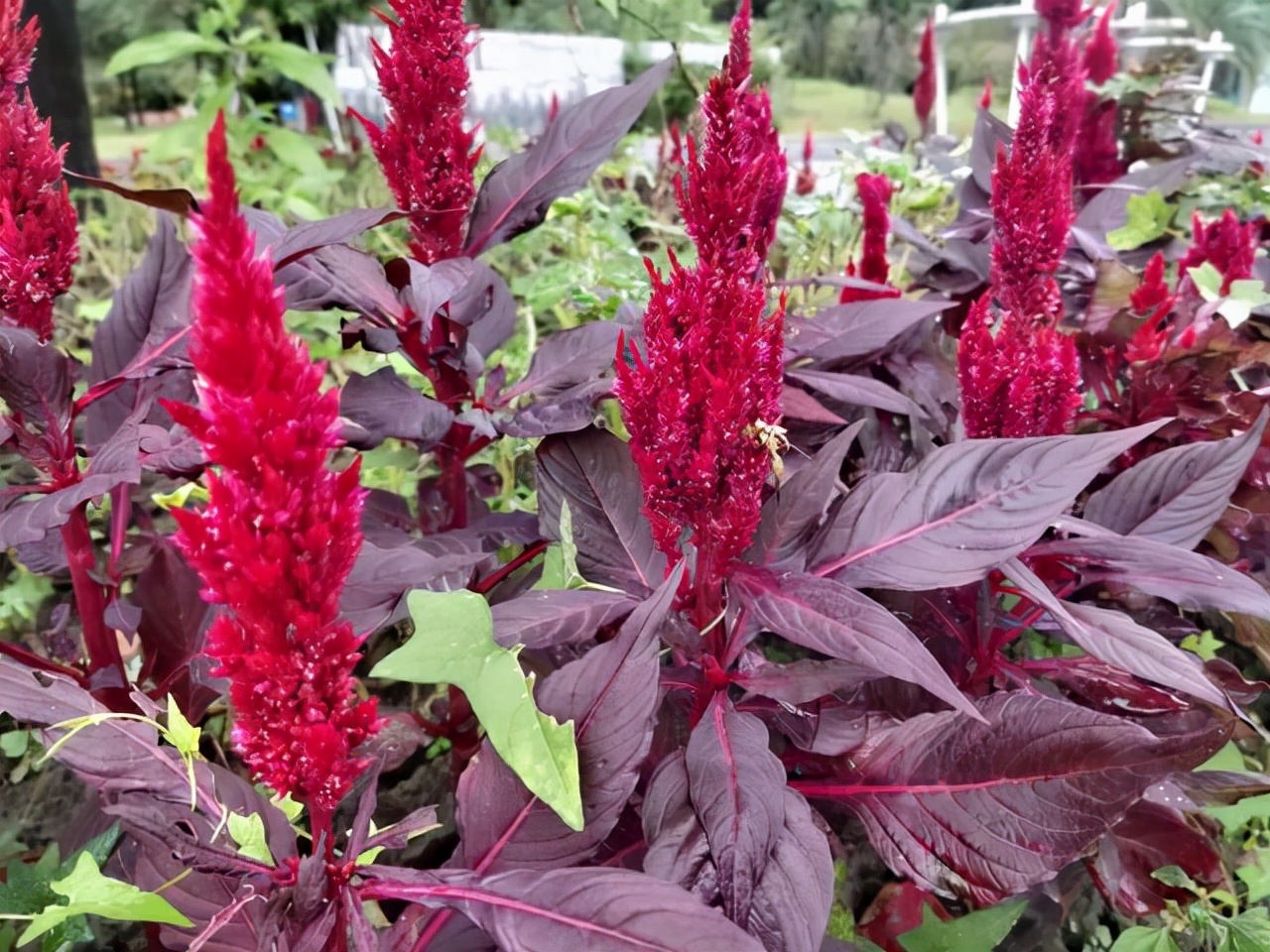 鸡冠花,似火焰般绽放着,不愧"花中之禽"美誉
