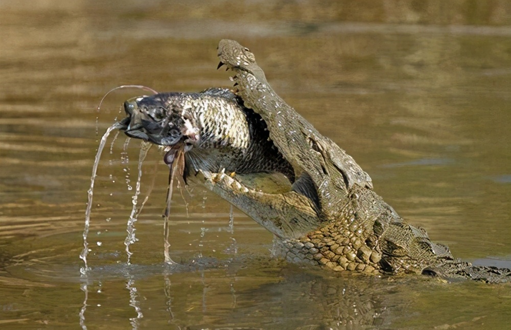 号称河流之主的鳄鱼，居然惧怕吃素的河马？科学对比二者的战斗力