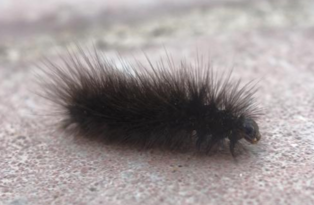 毛毛虫真的那么柔弱吗毛毛虫是好虫吗