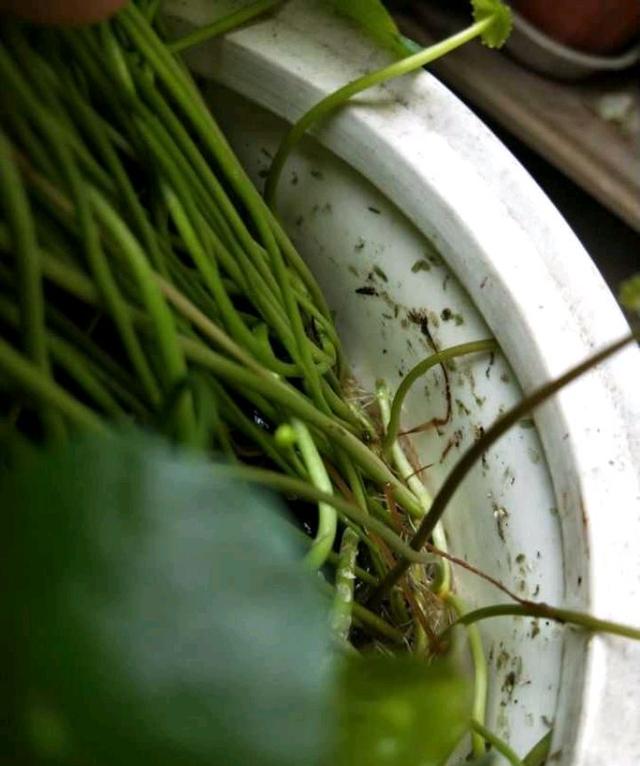 ​水培铜钱草，满足习性“撒欢长”，叶片油亮溢满盆，好运跟着来