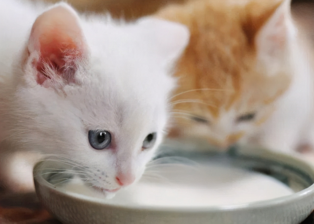 猫咪可以吃蛋黄吗（猫咪吃这几种食物健康又营养）