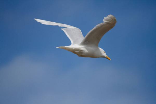 这种海鸟飞一天都不扇翅膀,但飞得最快的鸟是它,百米只需两秒钟