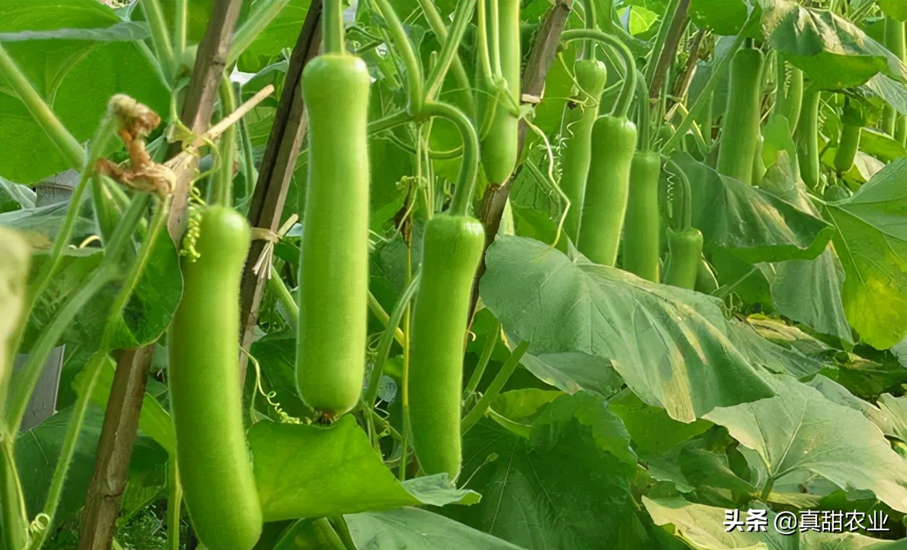 云南青豌豆今日价格，豌豆价格今日价一斤多少钱