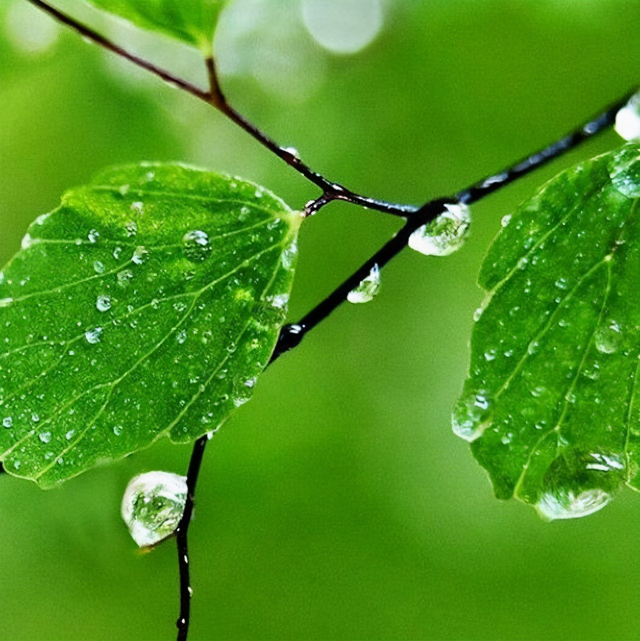 走进六月：做一个俗人，不慌不忙，淡淡地，静静地