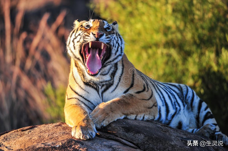 万兽之王的东北虎,猎杀成年的非洲象,成功的几率有多大?