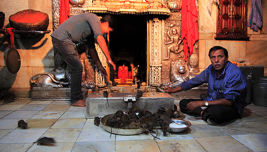 印度人为老鼠修建寺庙,供奉2万只老鼠,为何老鼠地位如此高?