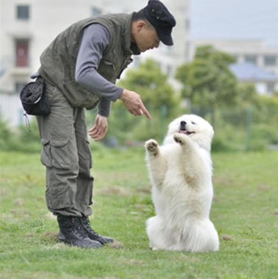 训犬师就是训练狗狗而已？并没那么简单，细数训犬师的那些事