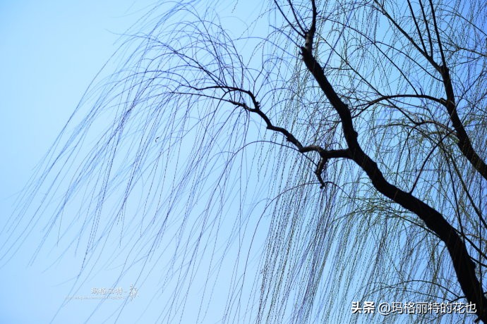 柳树什么时候发芽（山东柳树什么时候发芽）-第3张图片-巴山号