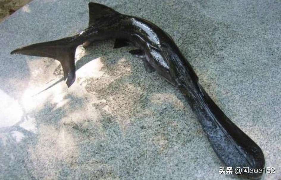 这种鱼很少人见过,嘴巴长的像鸭子嘴巴,如今市场上一百多元一斤