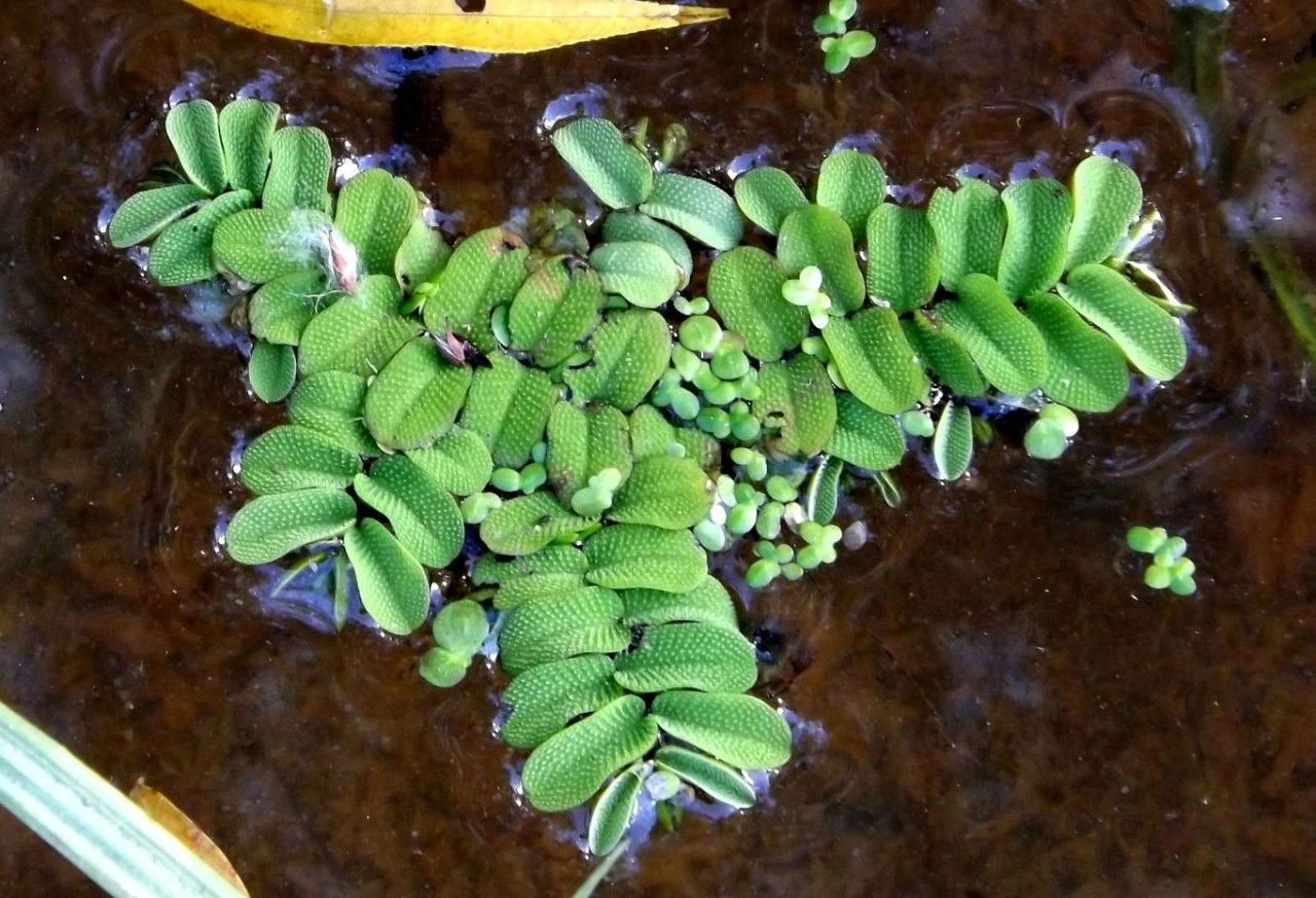 挺水植物有哪些品种（6种翠绿的浮水植物）