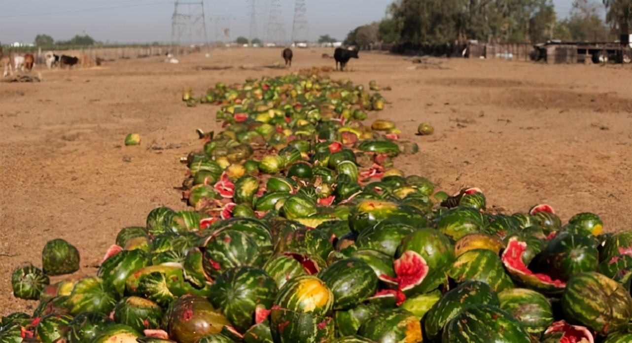 沙漠里遍地是"西瓜",为何无人敢吃?家畜杀手,也有人种植