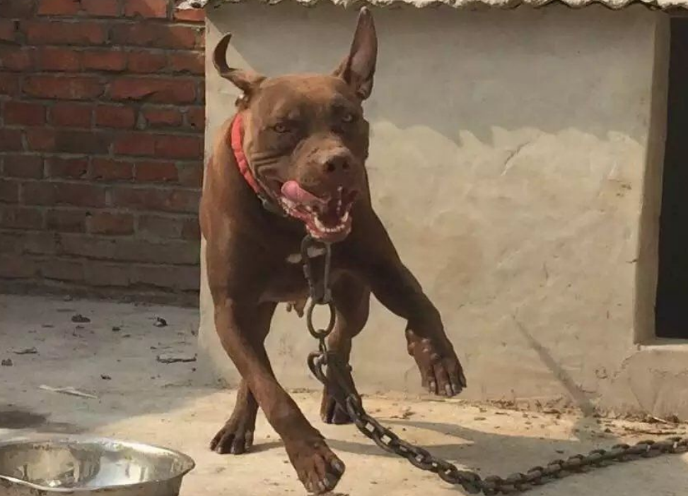 浙江一边牧遭比特犬疯狂撕咬，骨头被咬断，街头遇恶犬该怎么办？