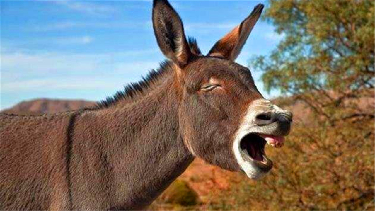 骡子是驴生还是马生(知识科普骡子的产生过程)