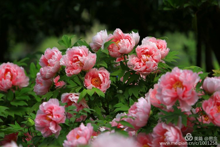 牡丹花洛阳红图片欣赏_洛阳牡丹花图片 风景图片 - 云林新闻励志网