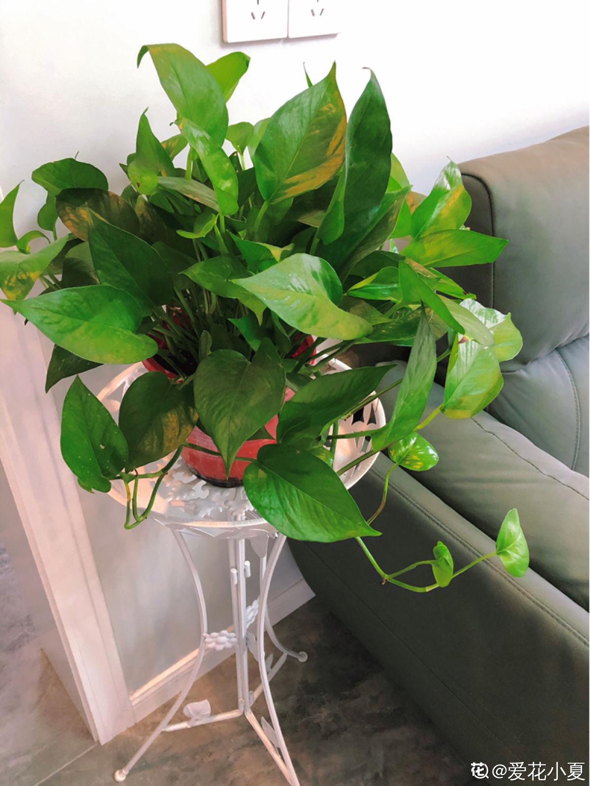 20种常见植物浇水方法,一句话说到重点,建议收藏