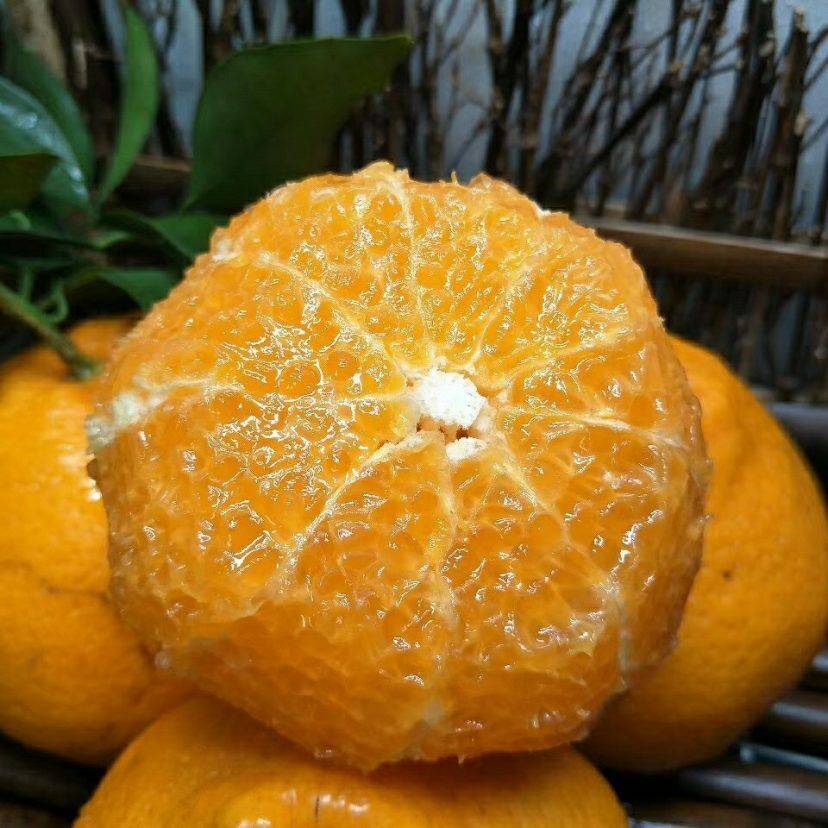 粑粑柑的功效与作用读音