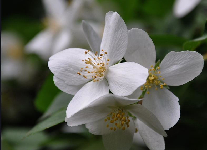 99岁老僧说：运气不好时，常念这四句话，好运自然到来