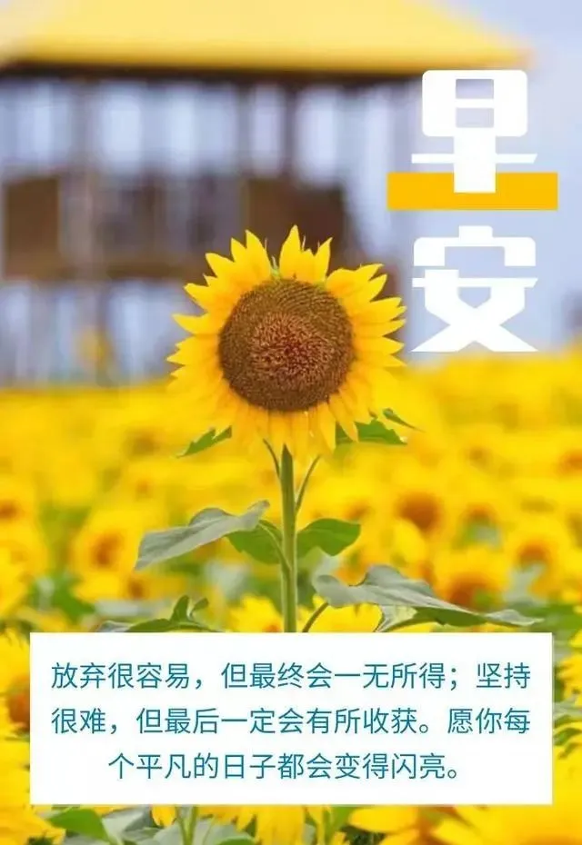 「2021.11.11」早安心语,正能量最新短句图片,双十一光棍节
