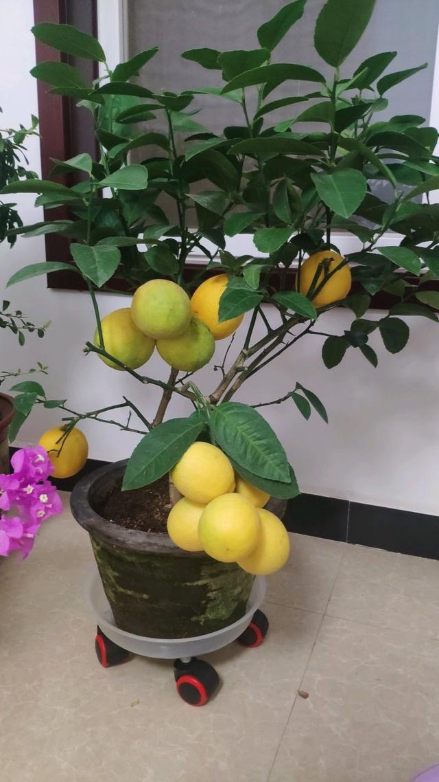 6种“吉祥树”，有地方建议种一棵，能吃能观赏，旺财镇宅样样行