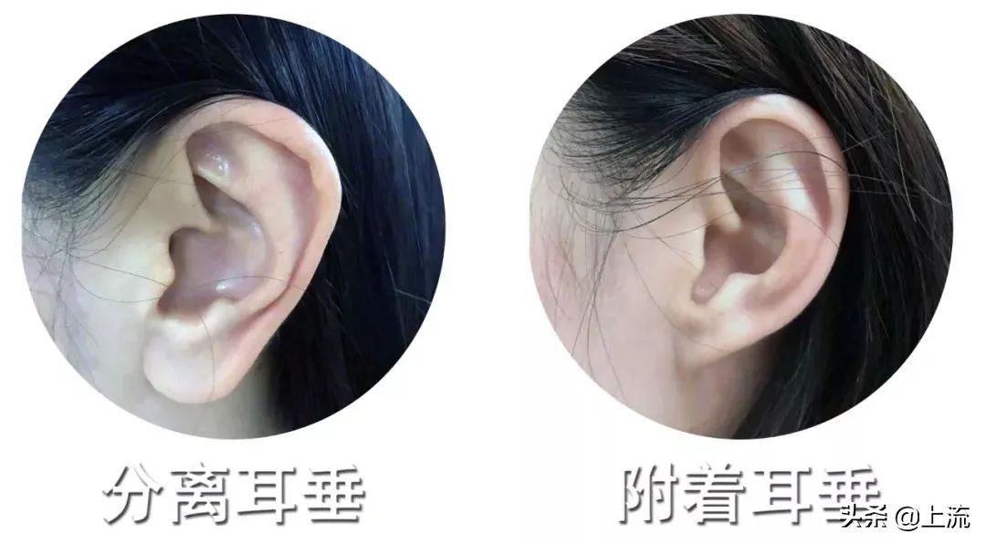 中国人的耳朵到底多大，才能有福气？