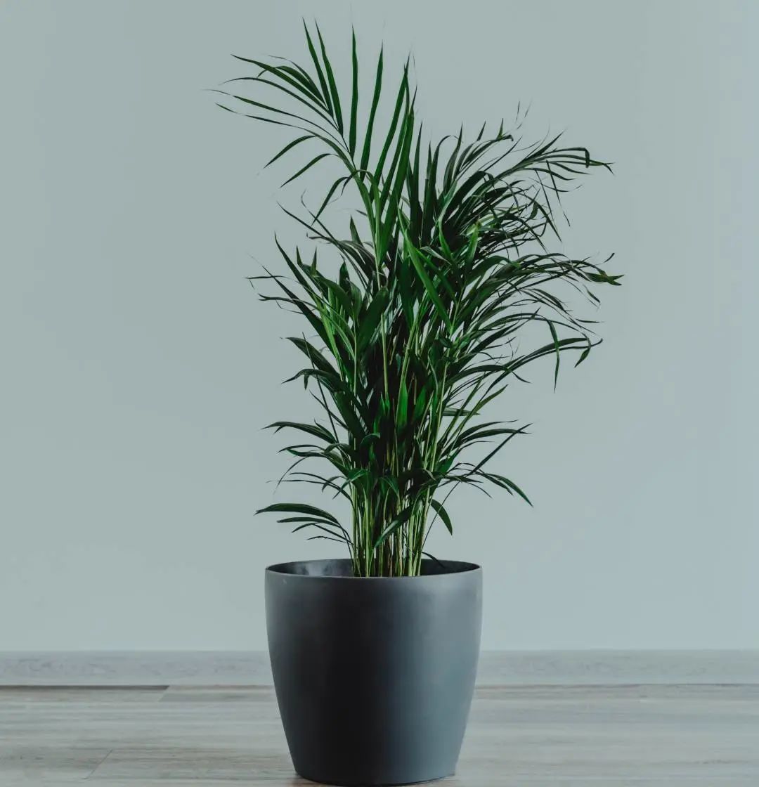 常见50种植物（50种常见的室内盆栽绿化植物）