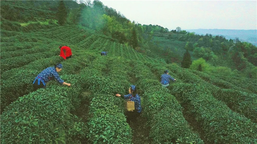 清明去哪儿？成都出发9条线路，踏青赏花逛古镇，采茶逗鹿看石刻