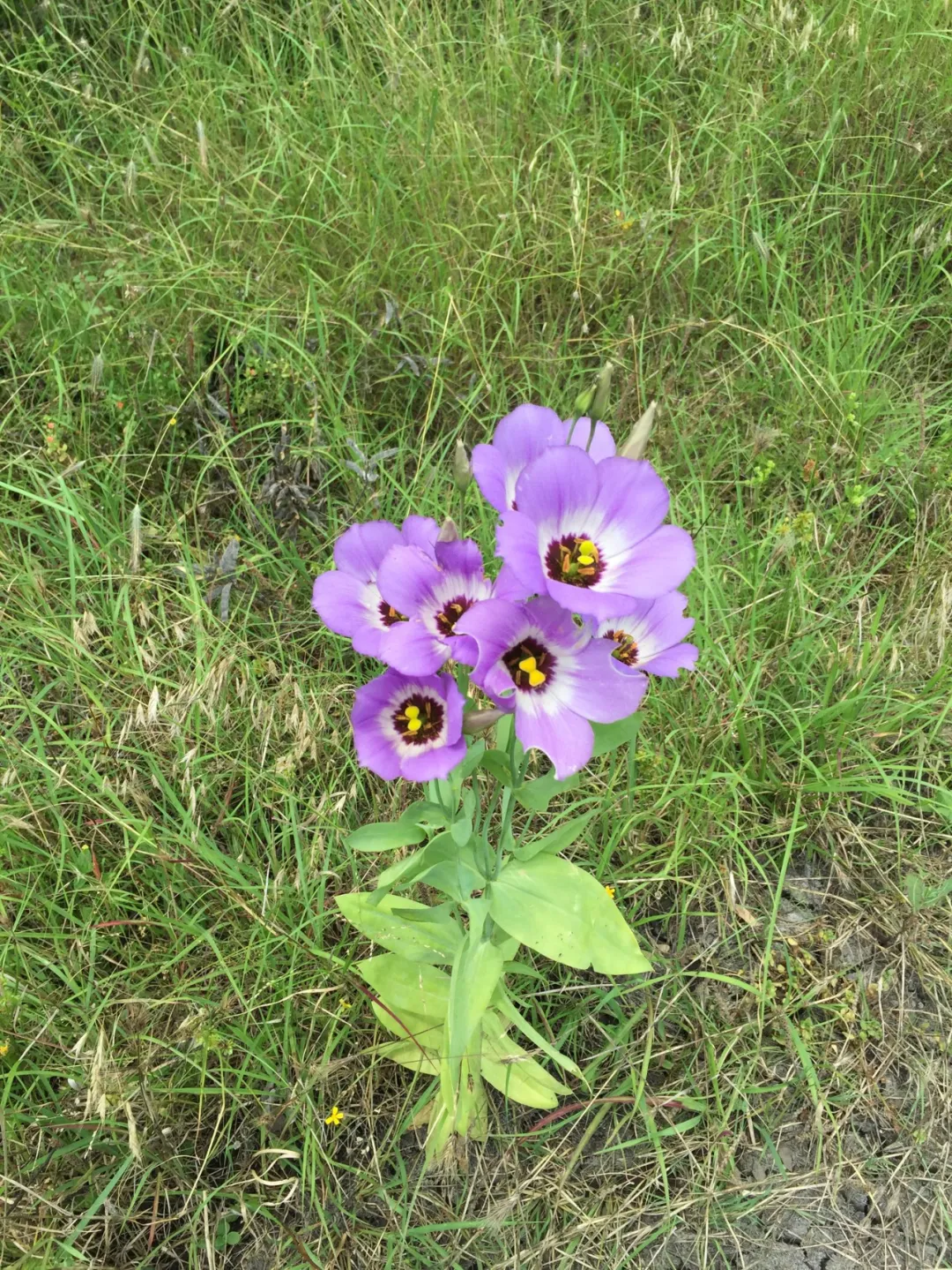 奥运会手捧花主要有哪些花(奥运颁奖台上，运动员拿的是什么花？)